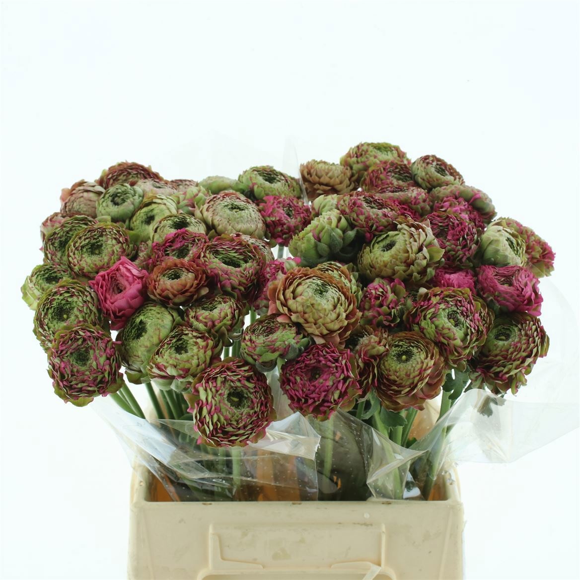 Ранункулус Пон Пон Аладдин 45 (розово-зел.), шт.