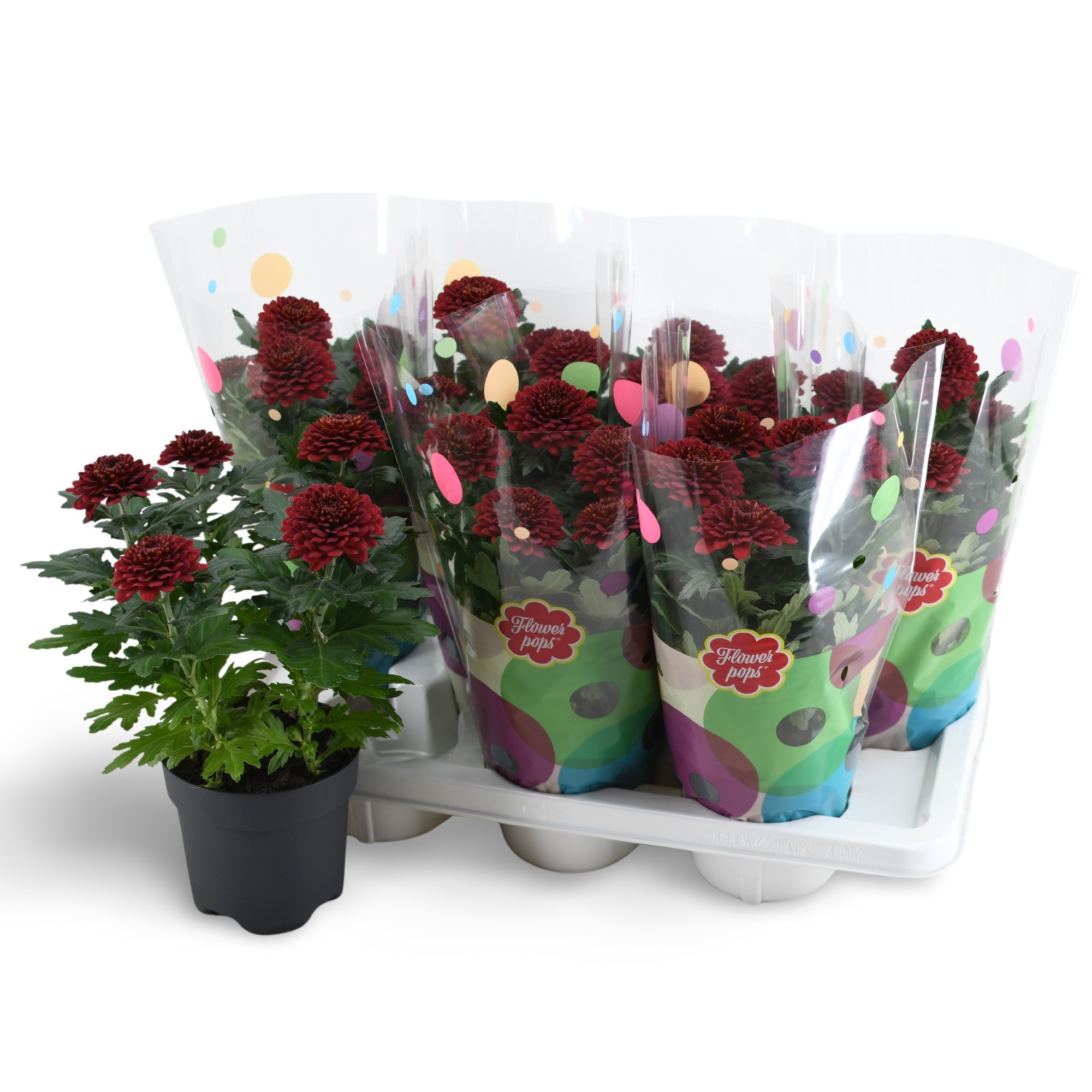 Flowerpops Mono Red, D 14