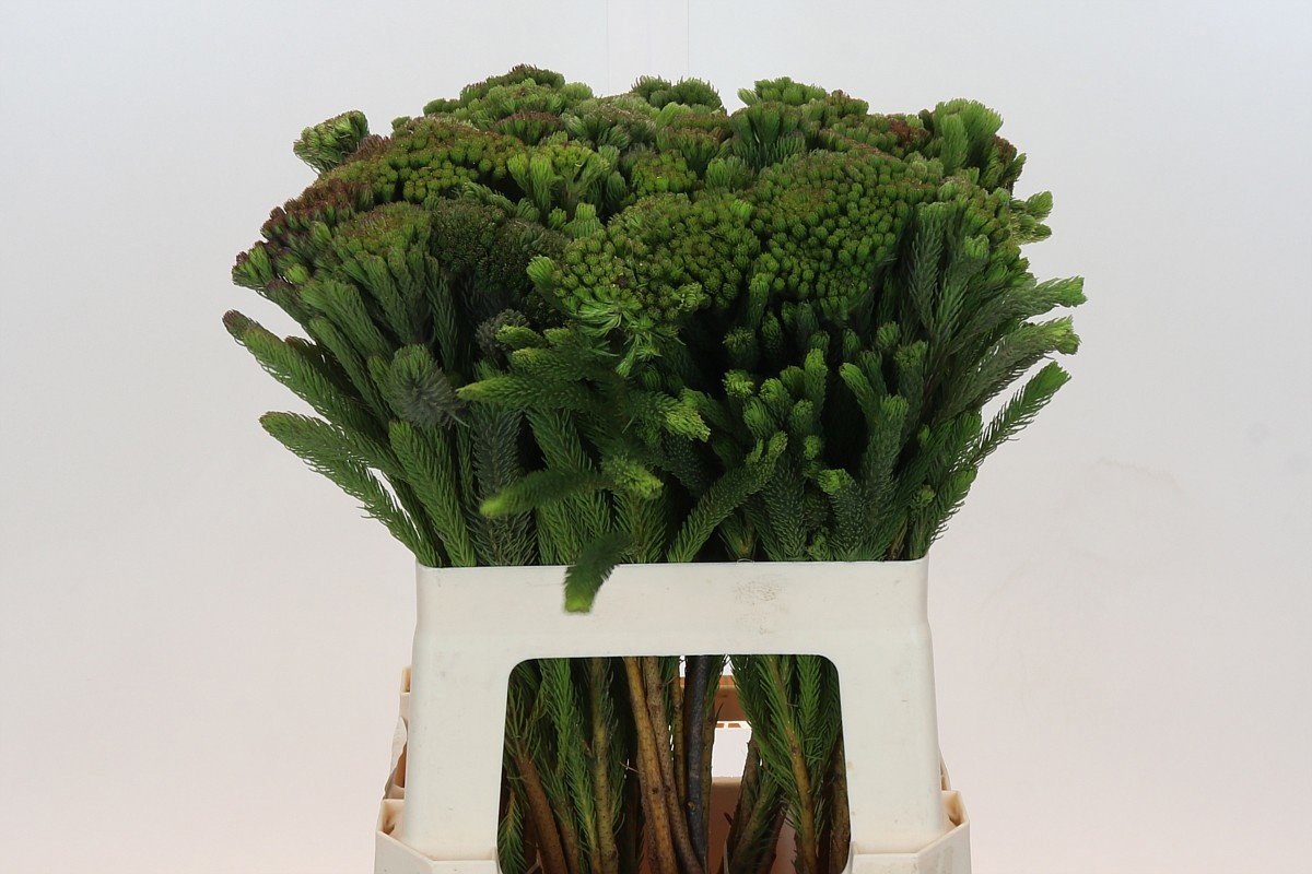 Бруния Альбифлора 60, шт.