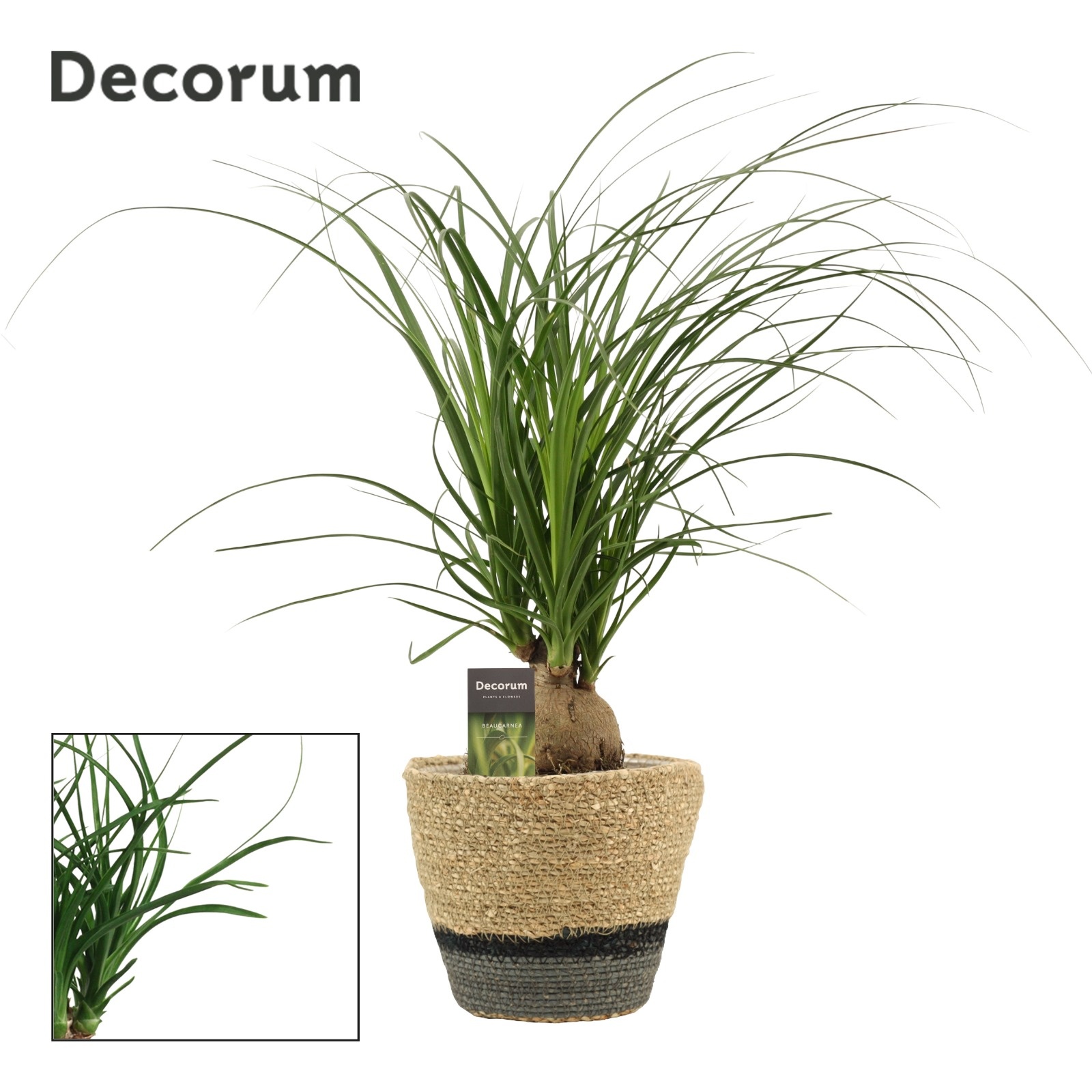 Beaucarnea Bol 12 cm in Hanoi mand grijs(Deco-collection), D 12