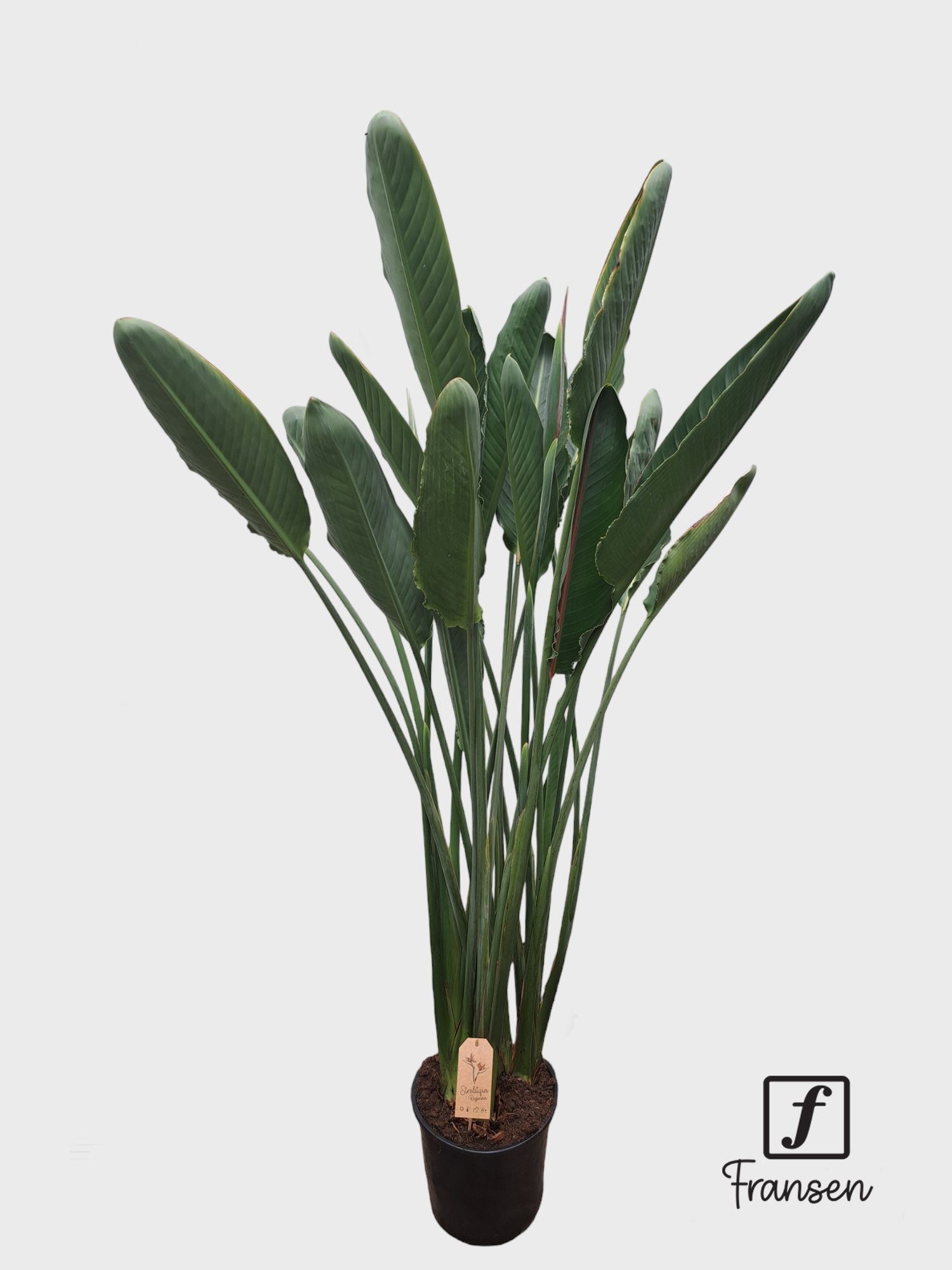 F Strelitzia Reginae(in knop), D 27