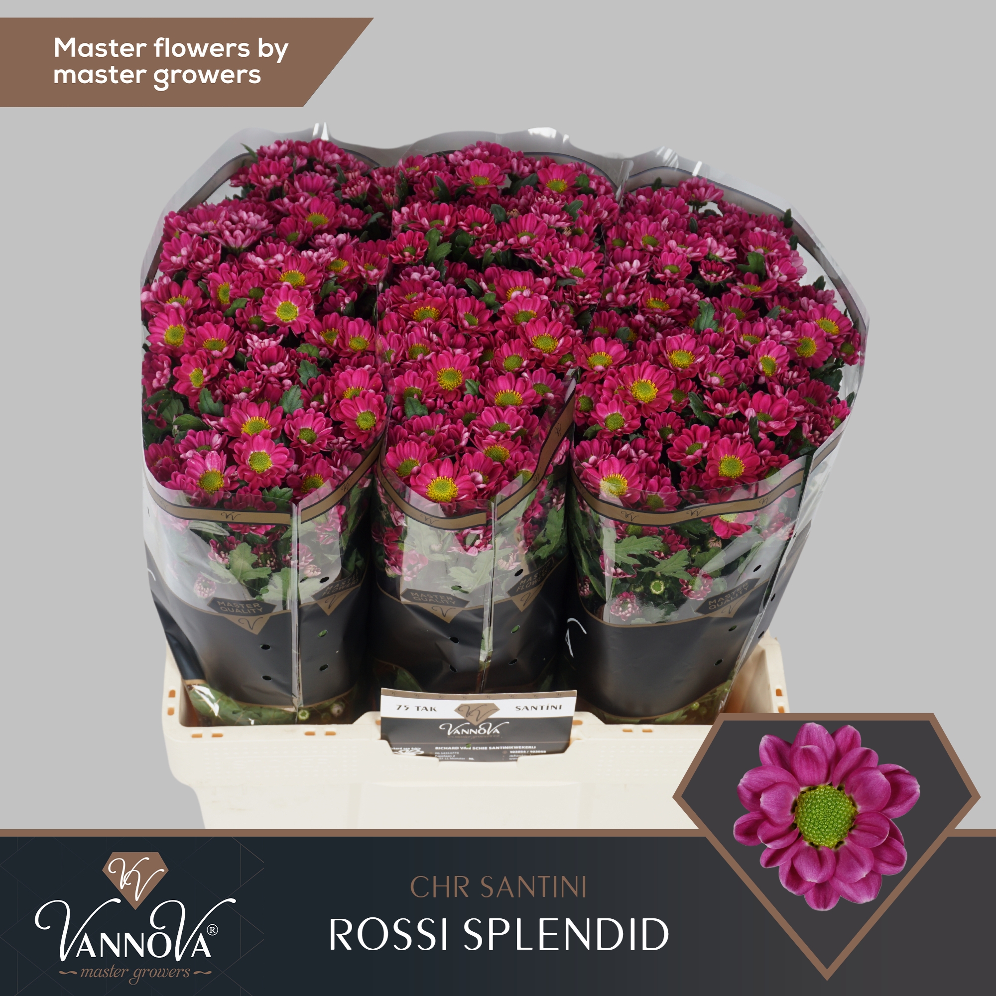 Сантини Росси Сплендид, шт.