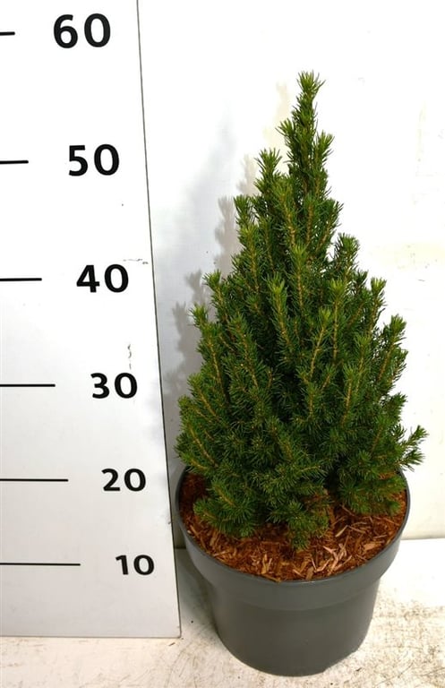 Picea gl. 'Zuckerhut', D 23