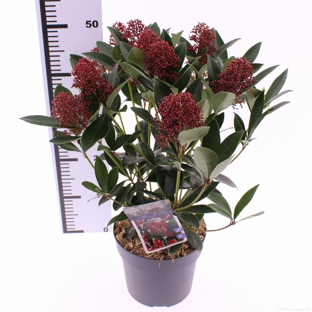 Skimmia jap. 'Rubella', D 19