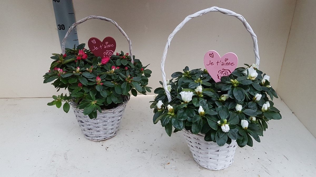 AZALEA VALENTIJN MANDJE 30 CM, D 14