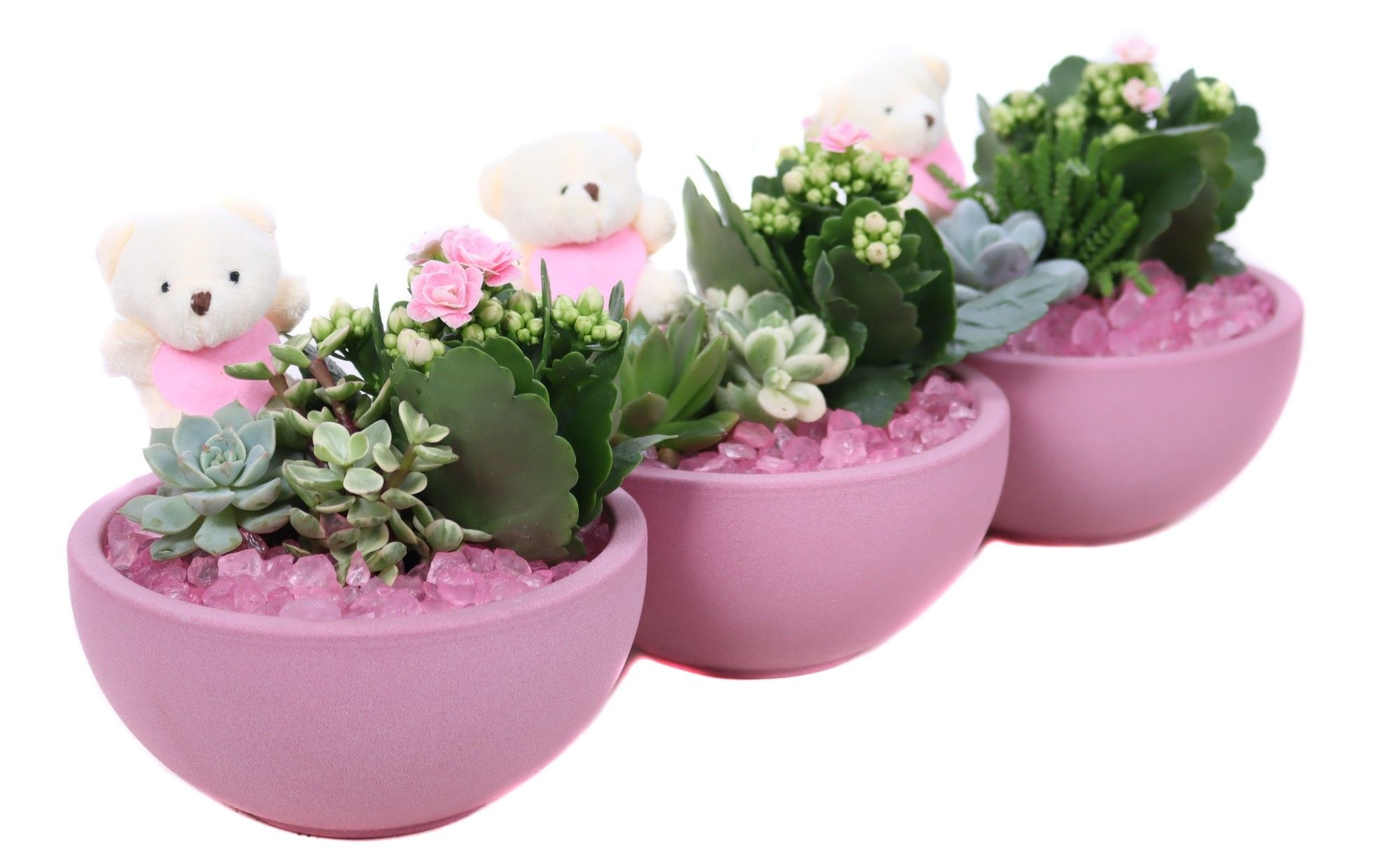 Opgemaakte valentijn schaal met 2x suc 5,5 cm en kalanchoe 6 cm, D 15