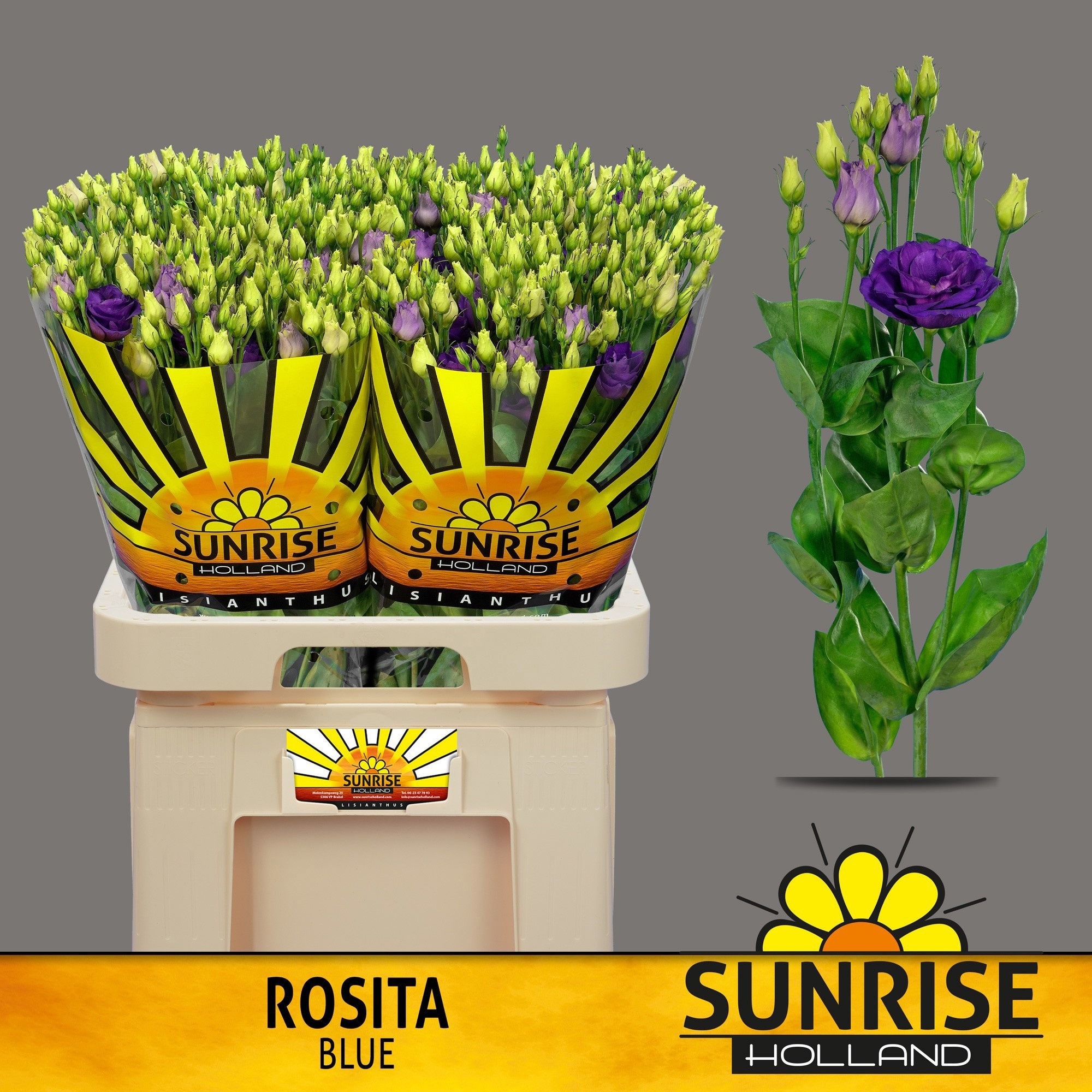 Эустома Розита Блю 70 (син.), шт.