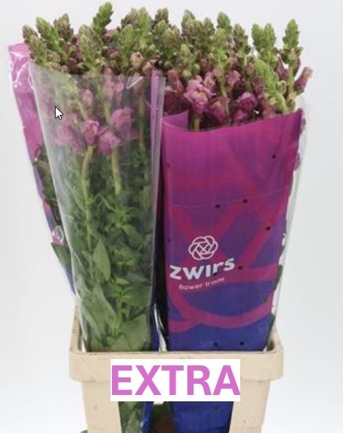 Антирринум Потомак Лавендер (лаванд.), шт.