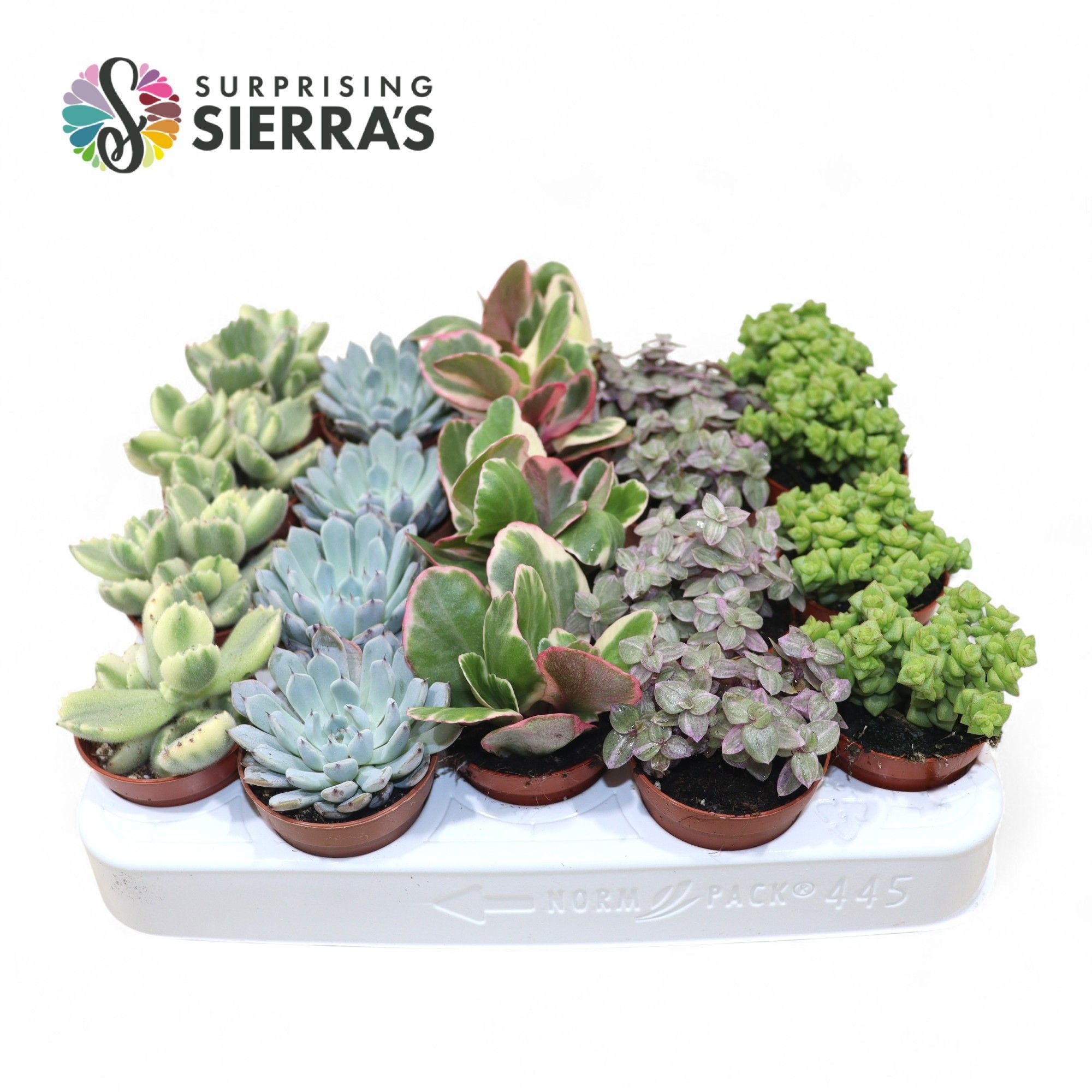 Sierra's® - Sevilla Succulent Mix (Deluxe), D 5,5 cm