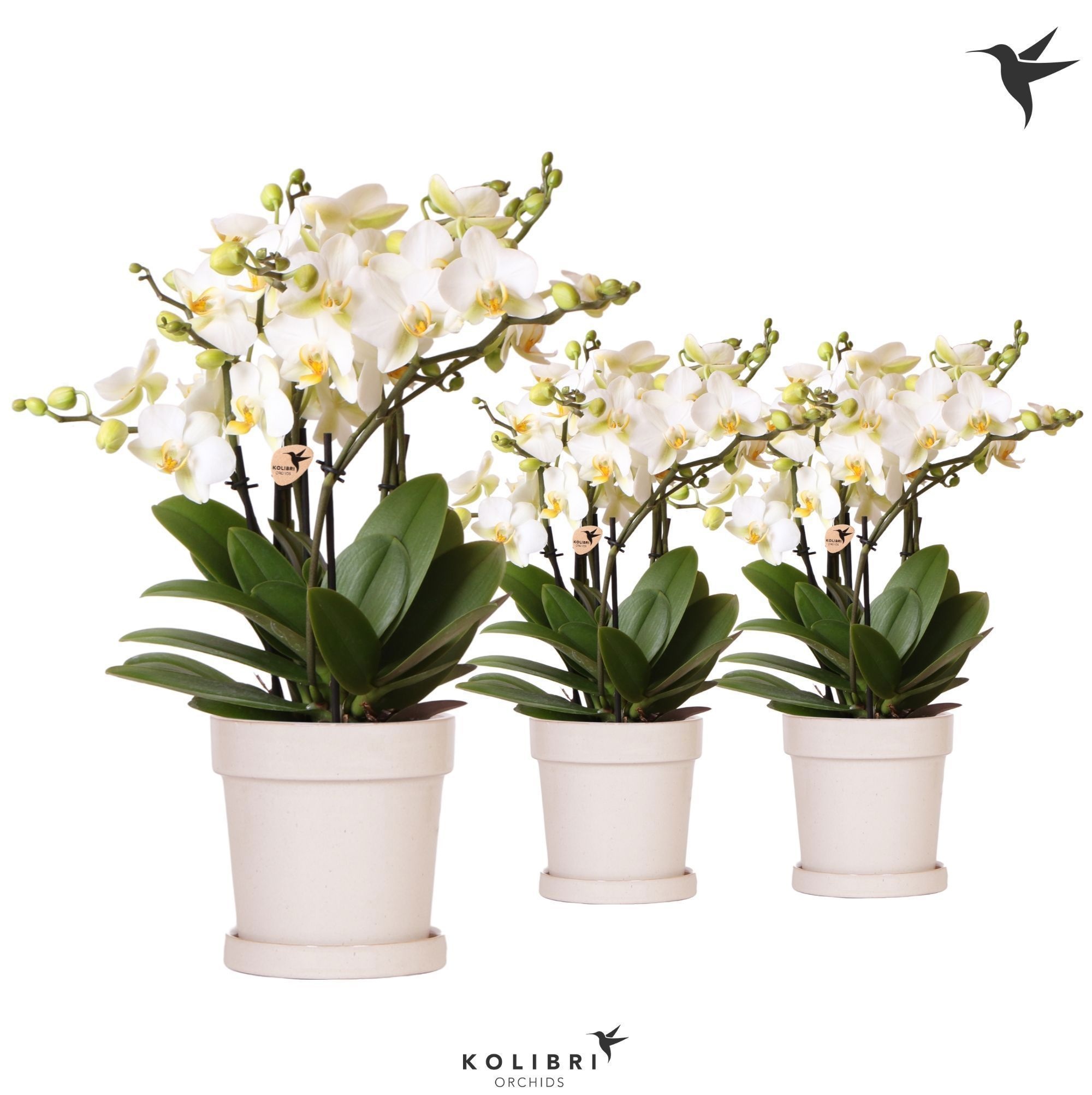 Kolibri Orchids Phalaenopsis Lausanne 6spike in Flower pot sand, D 12
