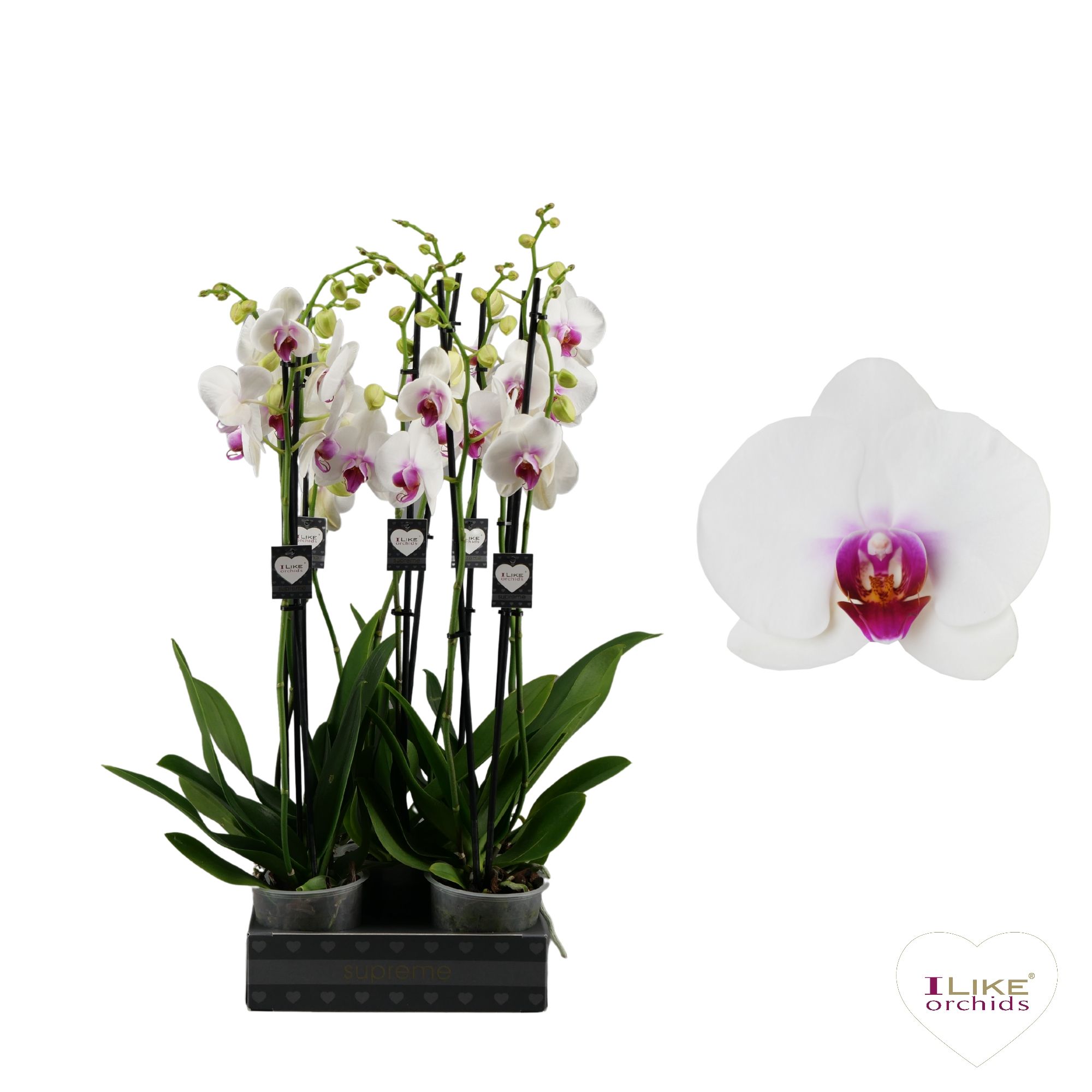Phalaenopsis Scarlion - 2 tak 70cm, D 12 cm