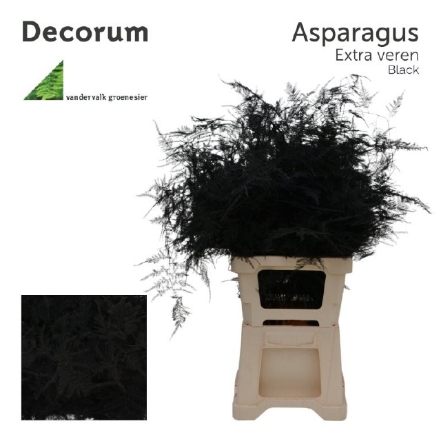 Аспарагус Овериг Крашеный (краш. ) 65, шт.