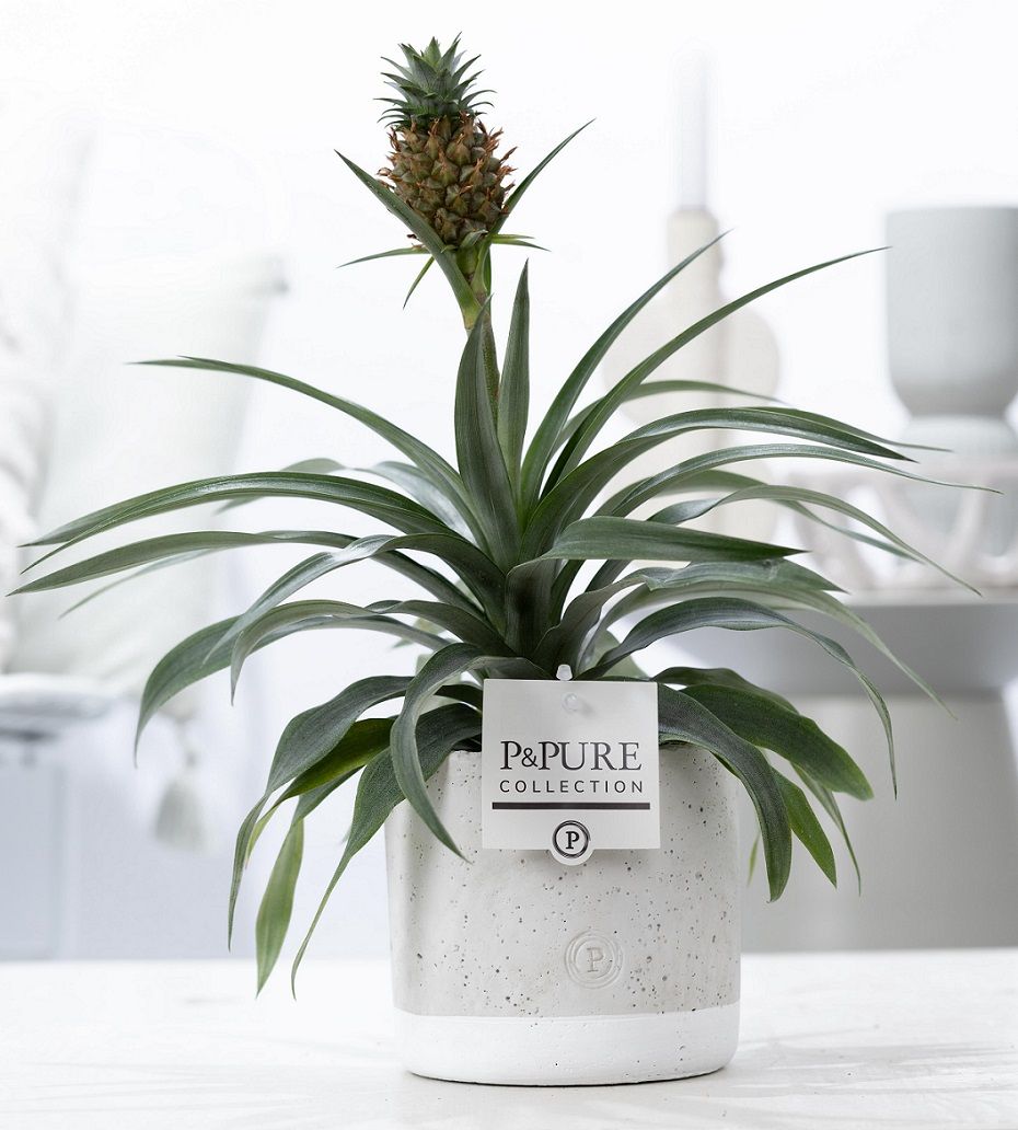 Ananas Rosita in P&PURE Jade ceramics, D 12