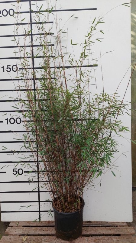 Fargesia Deep Purple, D 35