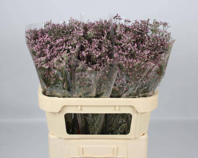 Лимониум Сафора Оши Пинк 70 (светло-роз.), шт.