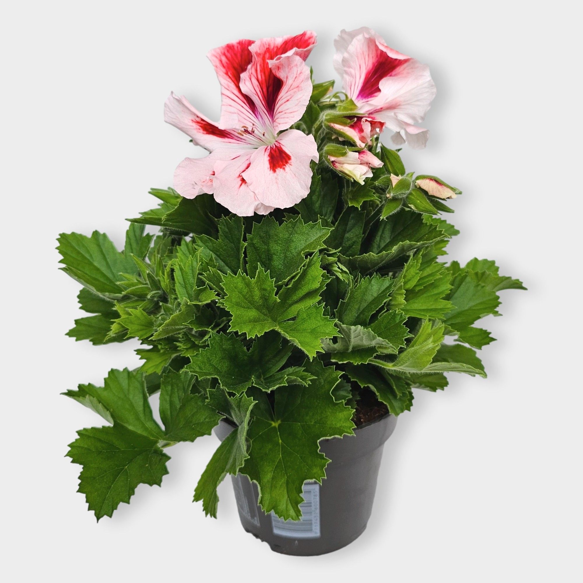 Pelargonium grand Mona, D 12