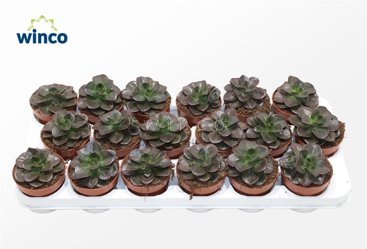 Echeveria Melaco, D 8,5