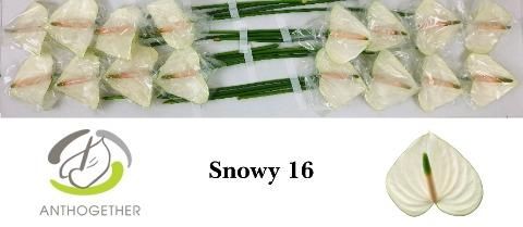 Антуриум Сноуи x16, шт. Антуриум Сноуи x16, шт.