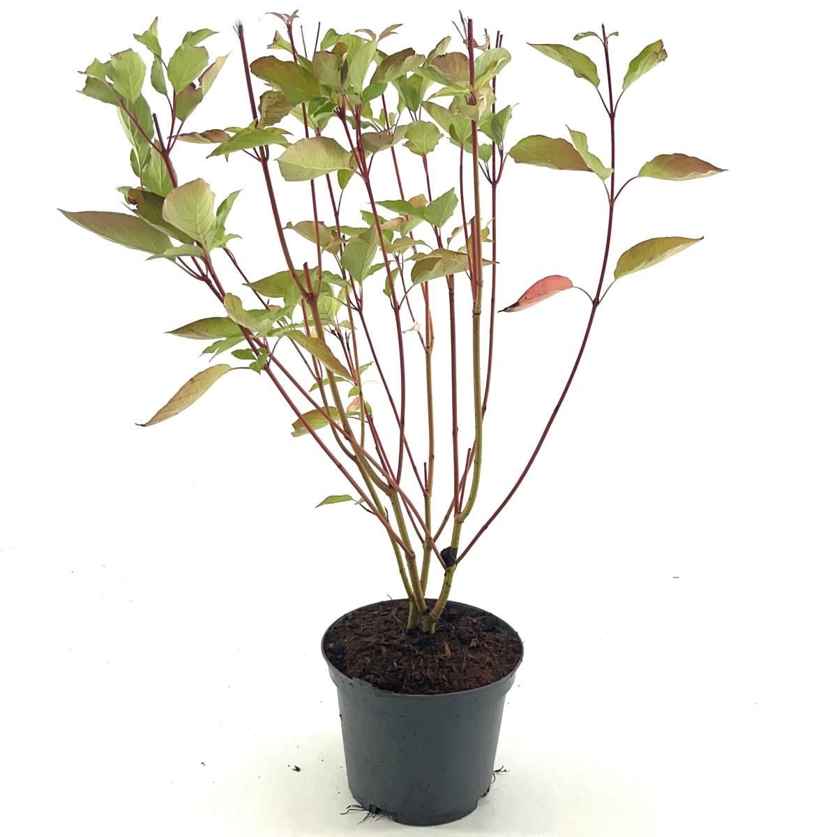 Cornus sericea 'Cardinal', D 19