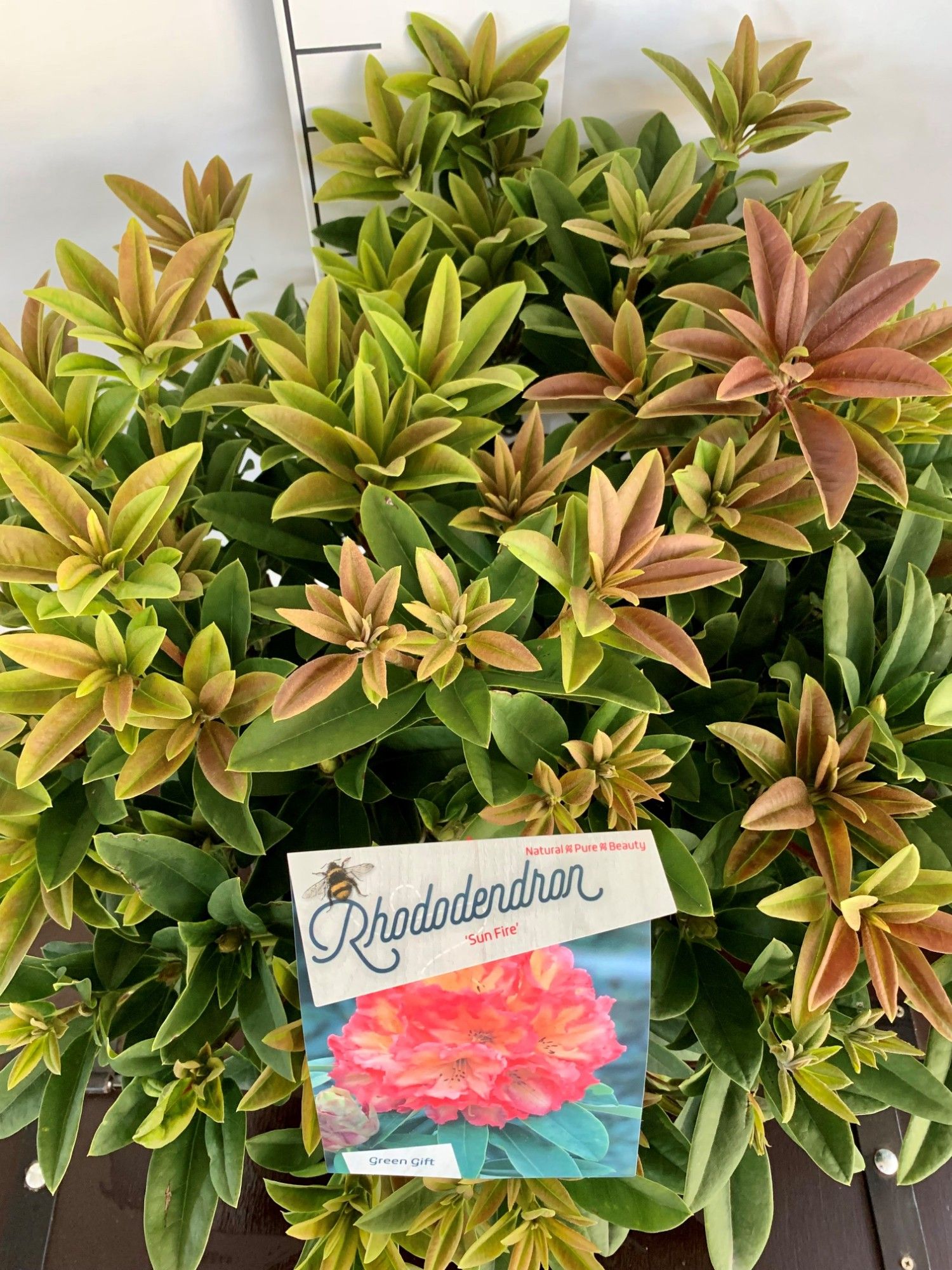 Rhodo. 'Sun Fire' orange/pink, D 37