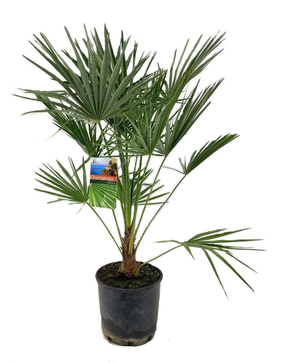 Chamaerops humilis, D 24