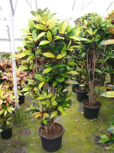 CODIAEUM VARIEGATUM 'MRS.ICETON', D 36 cm