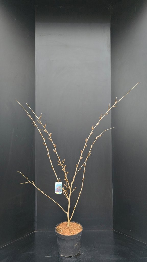 Hamamelis x intermedia 'Feuerzauber', D 29