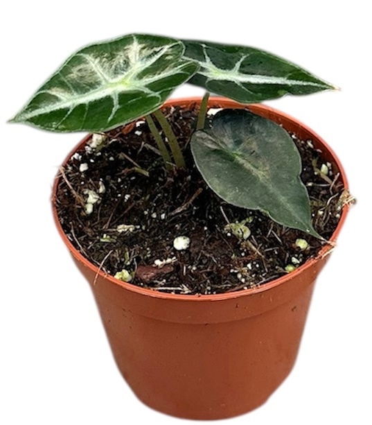 Alocasia Mandalay, D 8