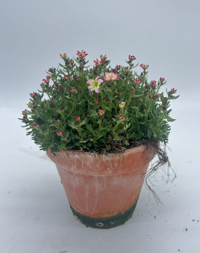 SAXIFRAGA ARENDSII-HYBRID Clay Pot, D 15