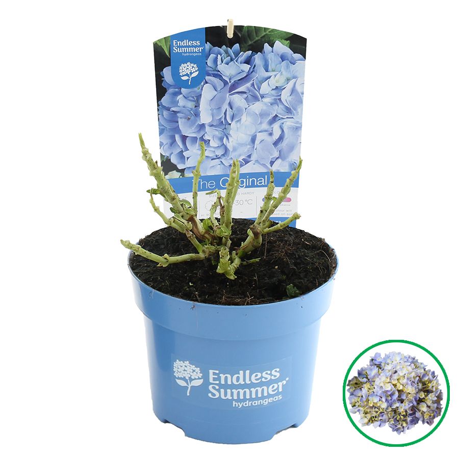 Hydrangea macr. Endless Summer® 'The Original' Blauw C2 (17cm.), D 17