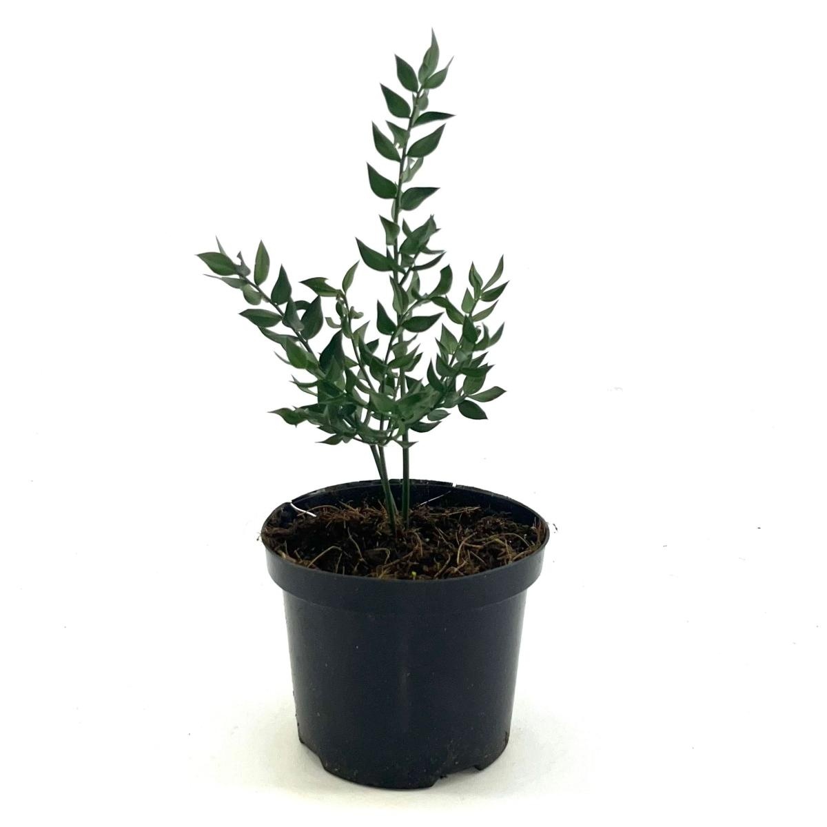 Ruscus aculeatus, D 15