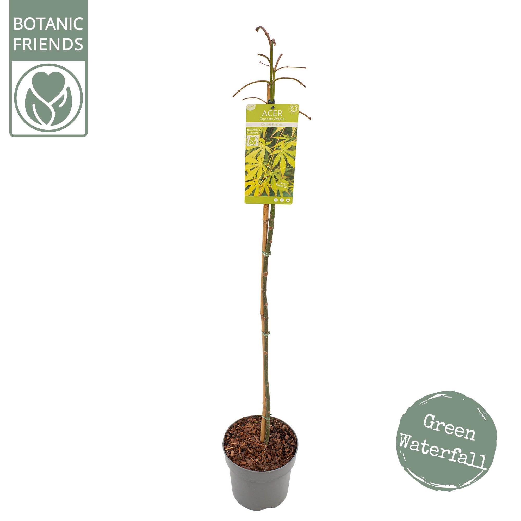 Acer palm. 'Cascade Emerald' ®, D 24