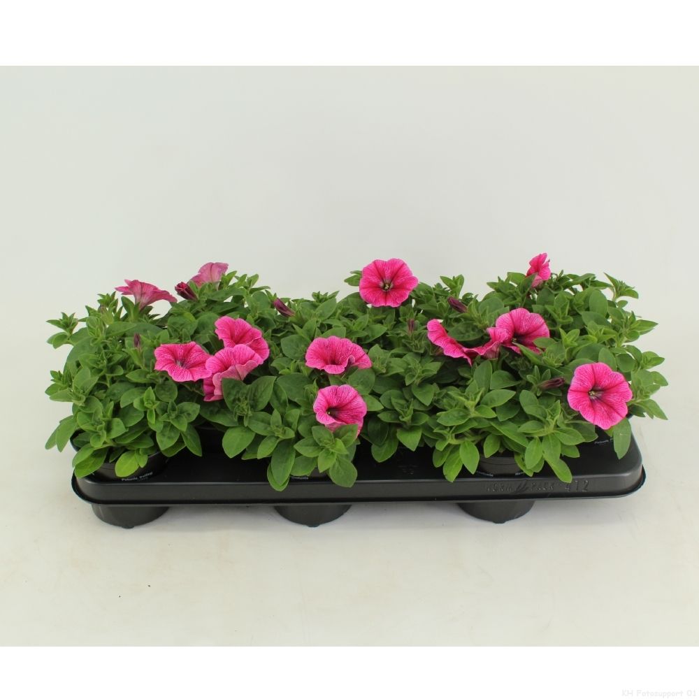 Petunia Potunia Plus Pinkalicious, D 10,5