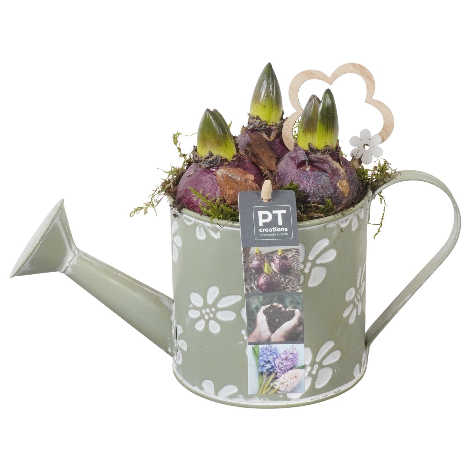 PTHC9137 Arrangement Hyacints in zink gieter, D 11