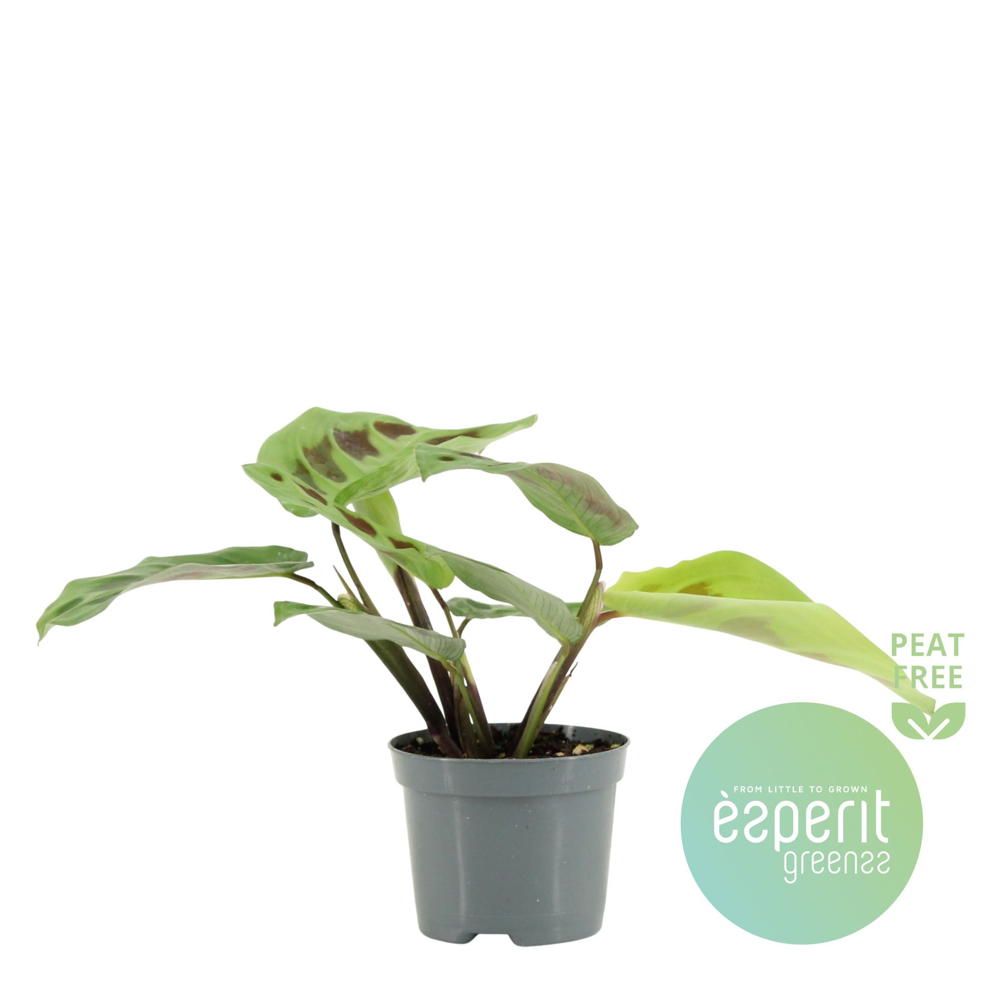 Maranta leuconeura Kerchoveana, D 8,5