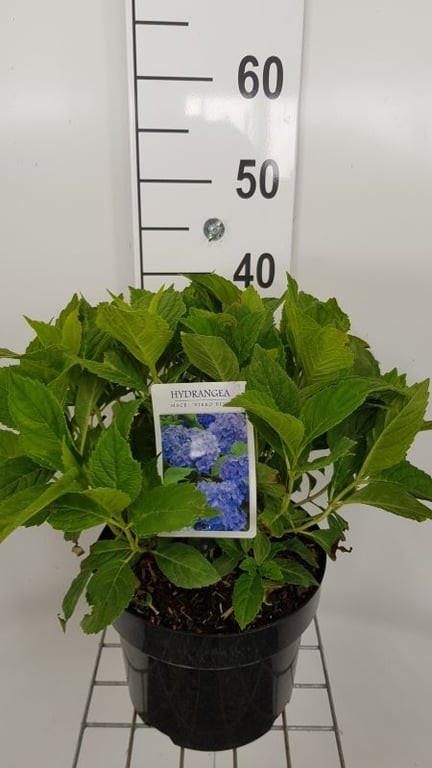 Hydrangea macr. ‘Nikko Blue’, D 23 cm