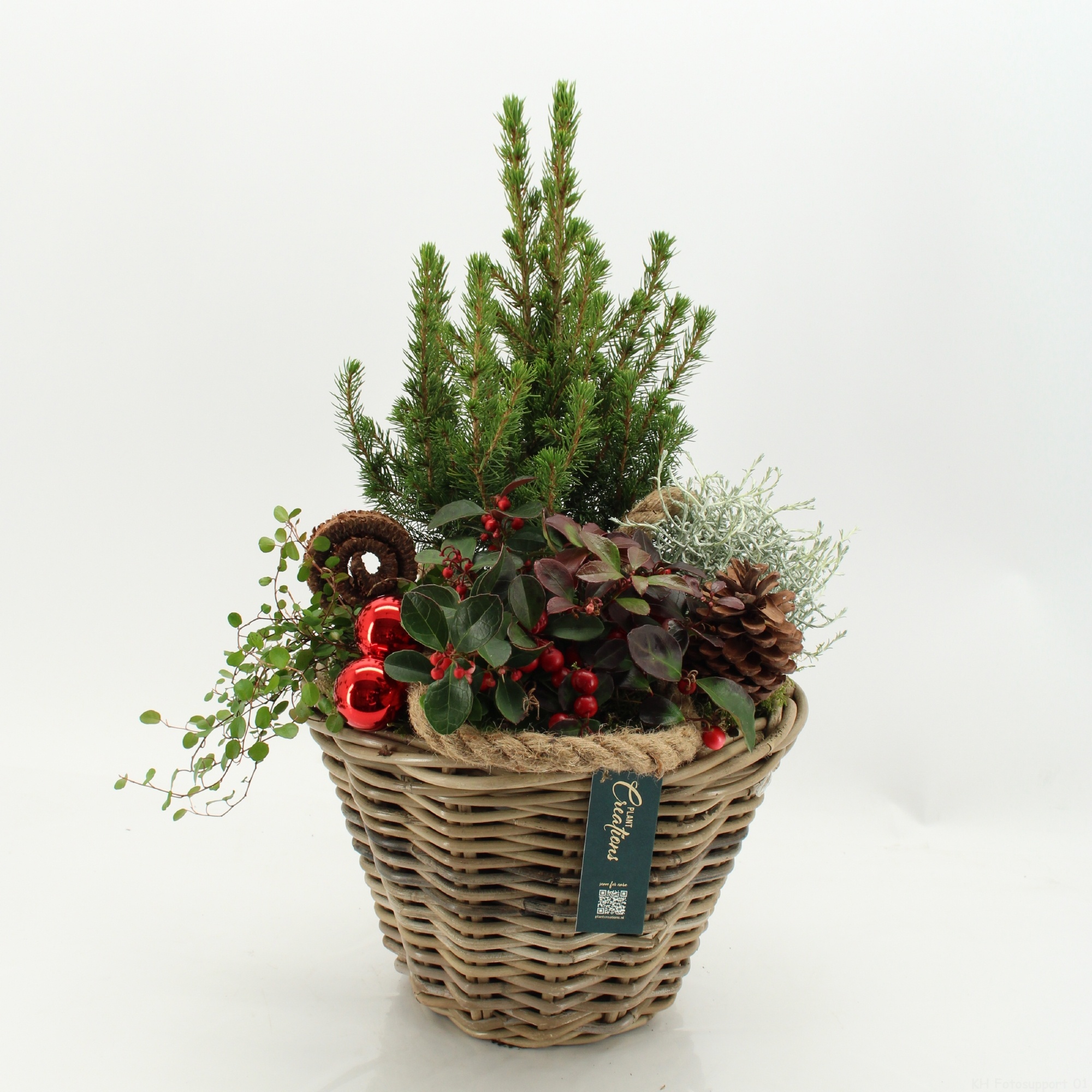 GACR-2609LED Gaultheria creation, D 29