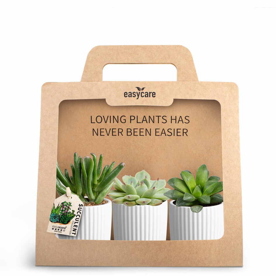 Succulent Mix 30690129 3-Pack Nordic White, D 7 cm