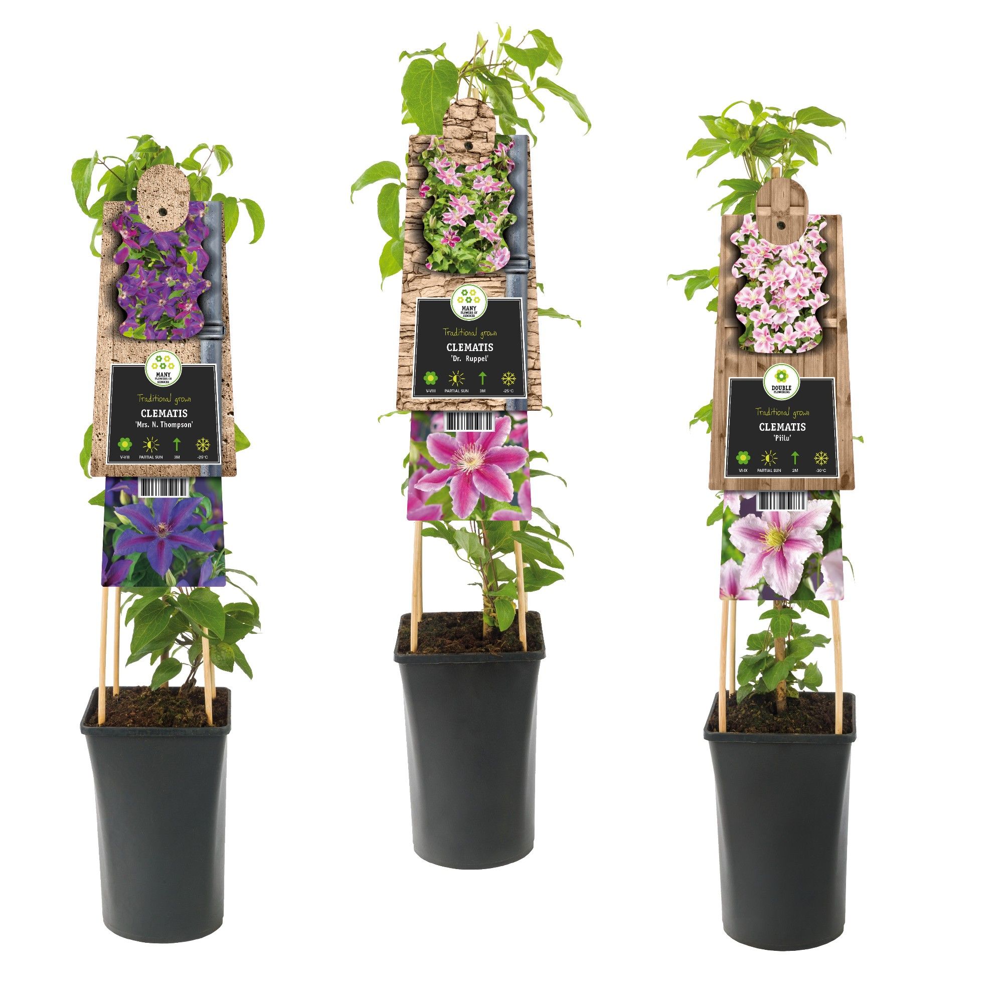 Mixtray Clematis large-flowered double coloured +3.0 label, D 17