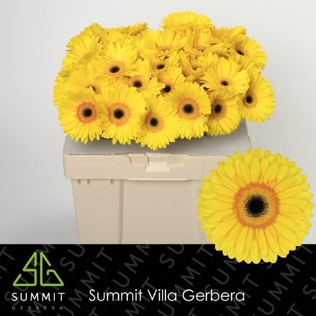 Гербера Аполло, шт.