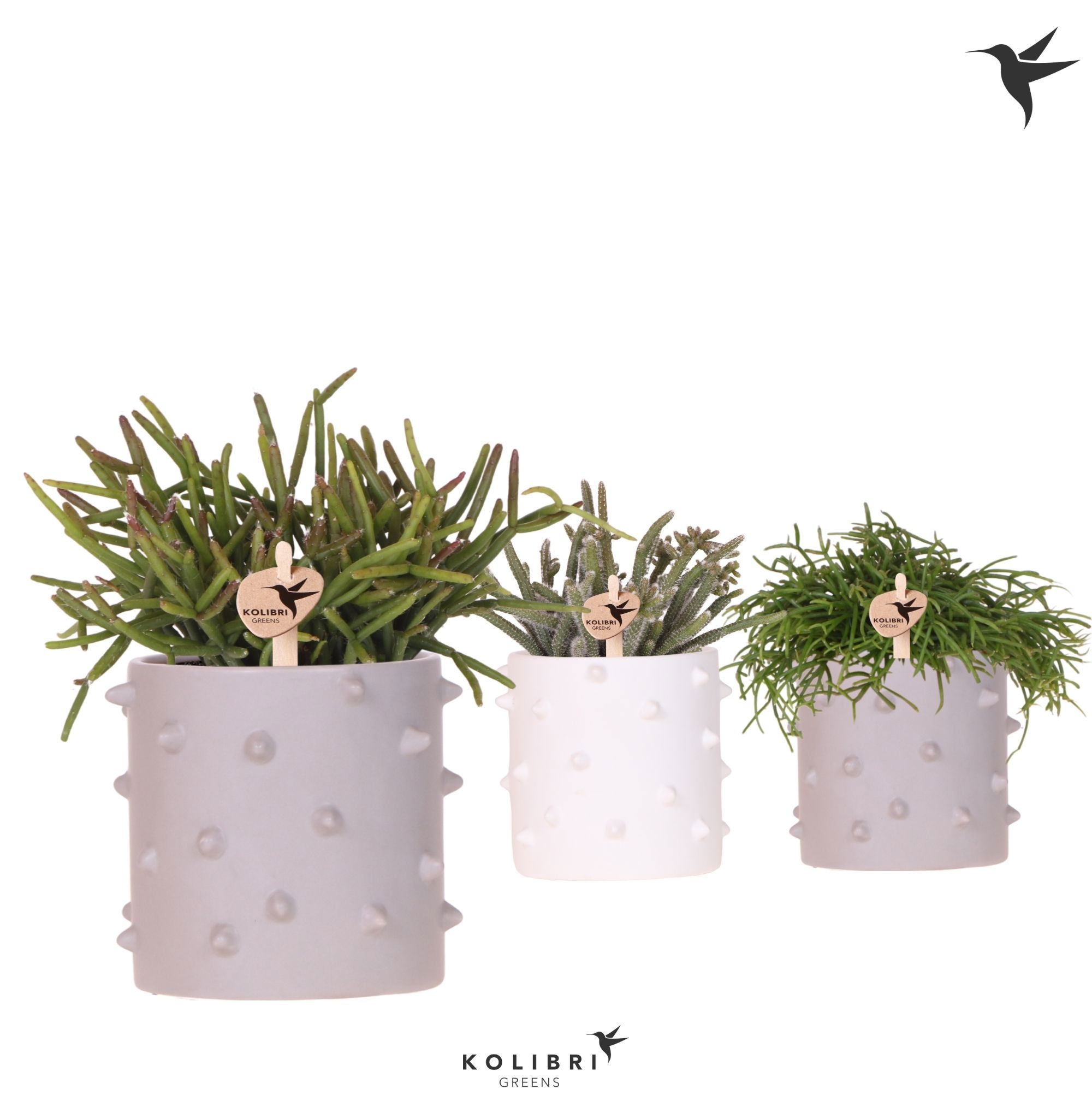 Kolibri Greens Rhipsalis mix in Spike pot mix, D 9