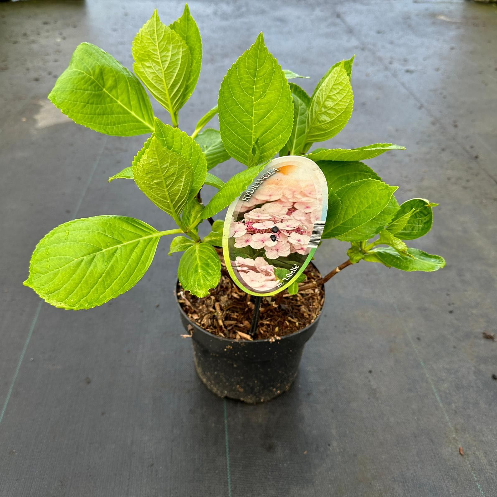 Hydrangea macr. 'Libelle' (Teller White), D 17 cm