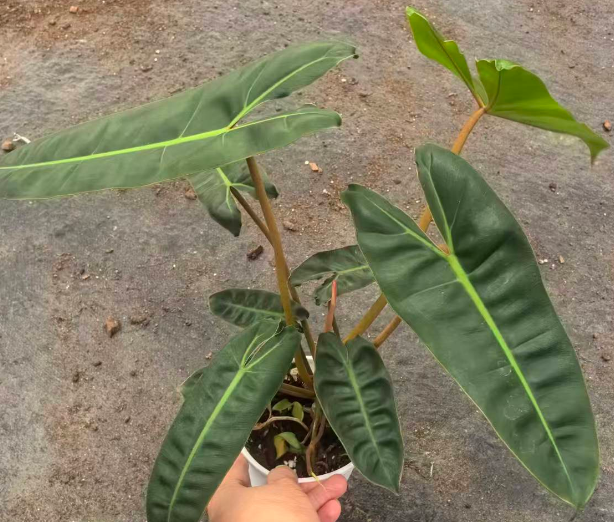 Алоказия 0.3 галлон оранж хандле 12 38