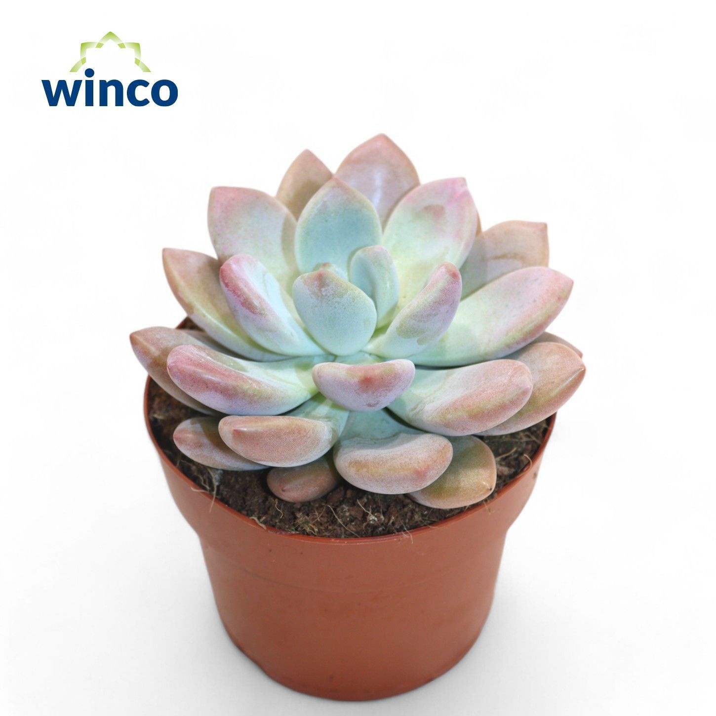 Graptoveria Opalina, D 12