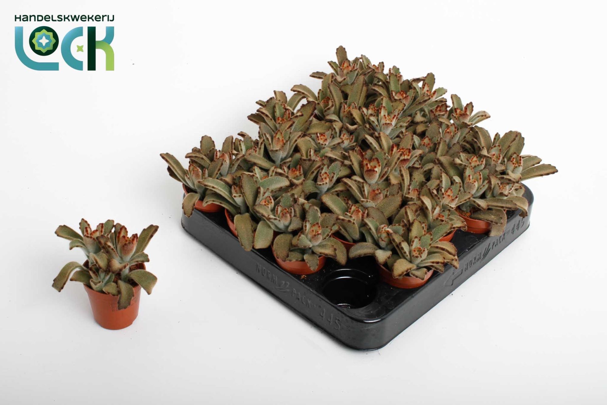 Kalanchoë Tomentosa brown, D 5,5