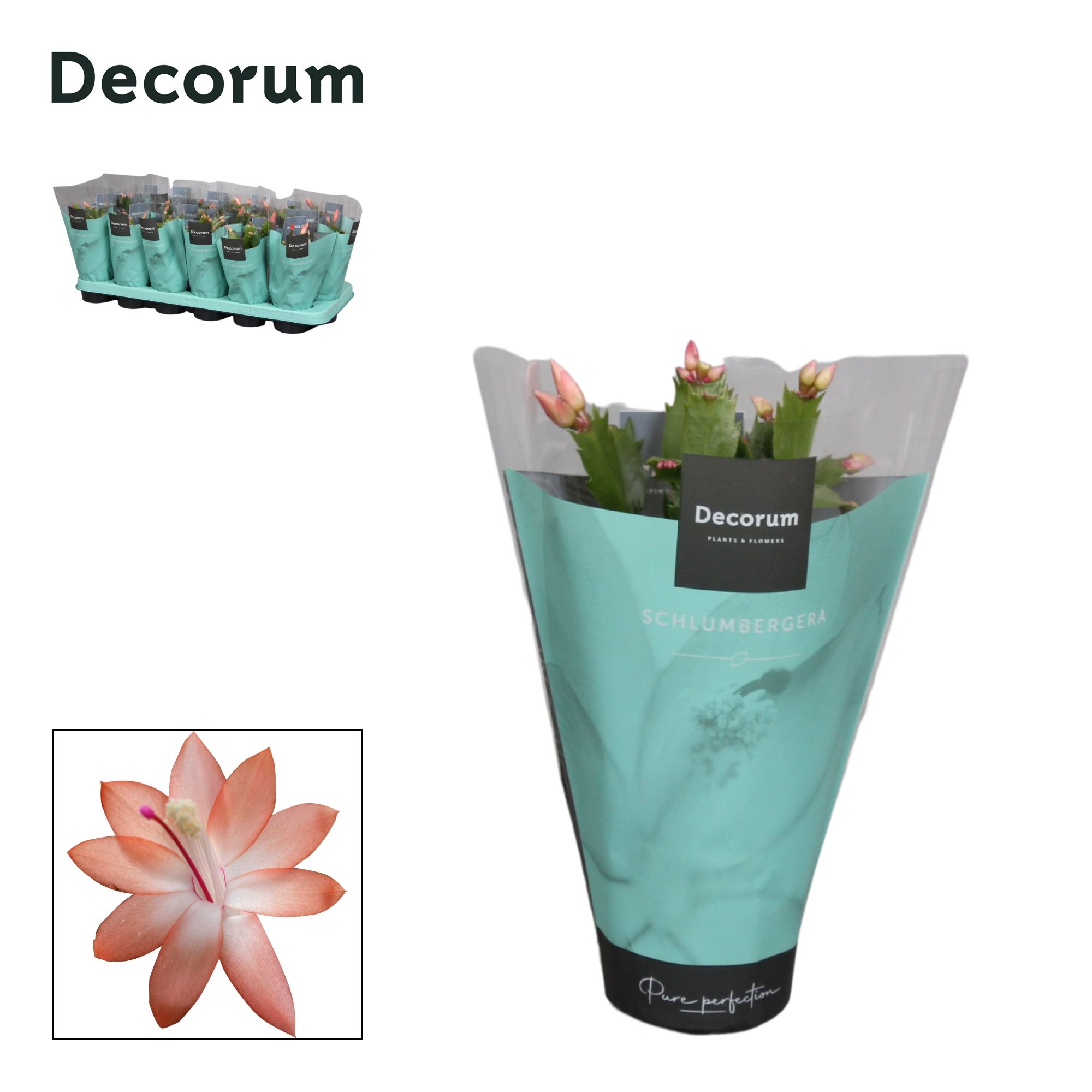 Schlumbergera - 9 cm - Orange (Christa) met hoes - Decorum, D 9 cm