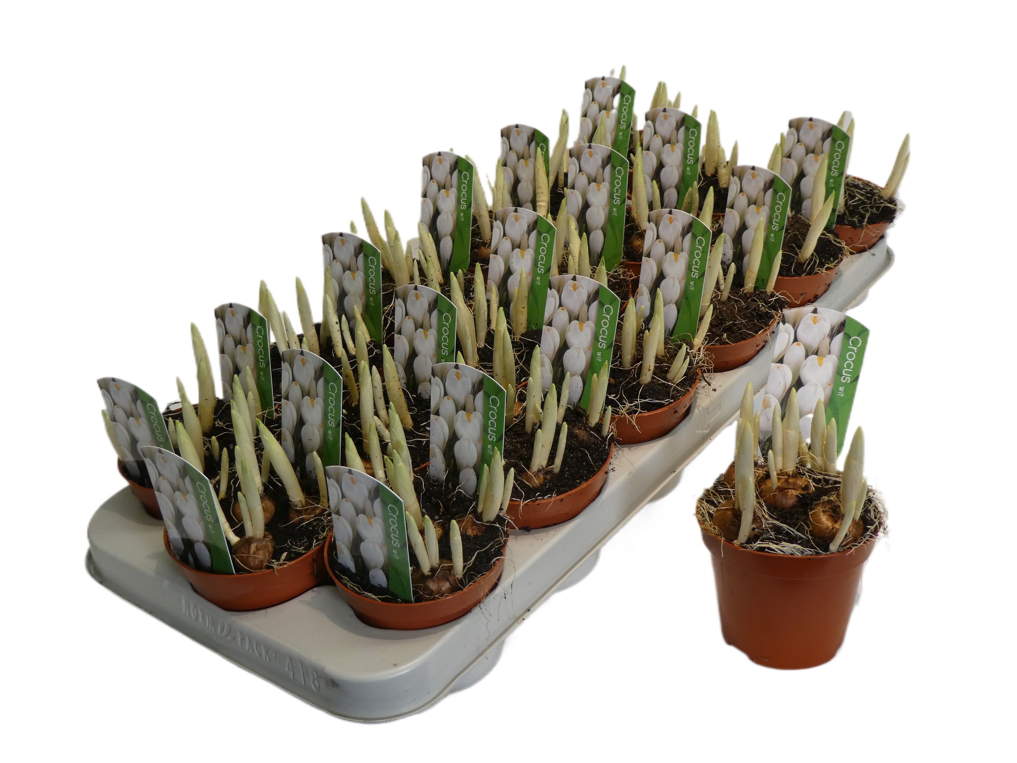 CROCUS JEANNE D ARC, D 9