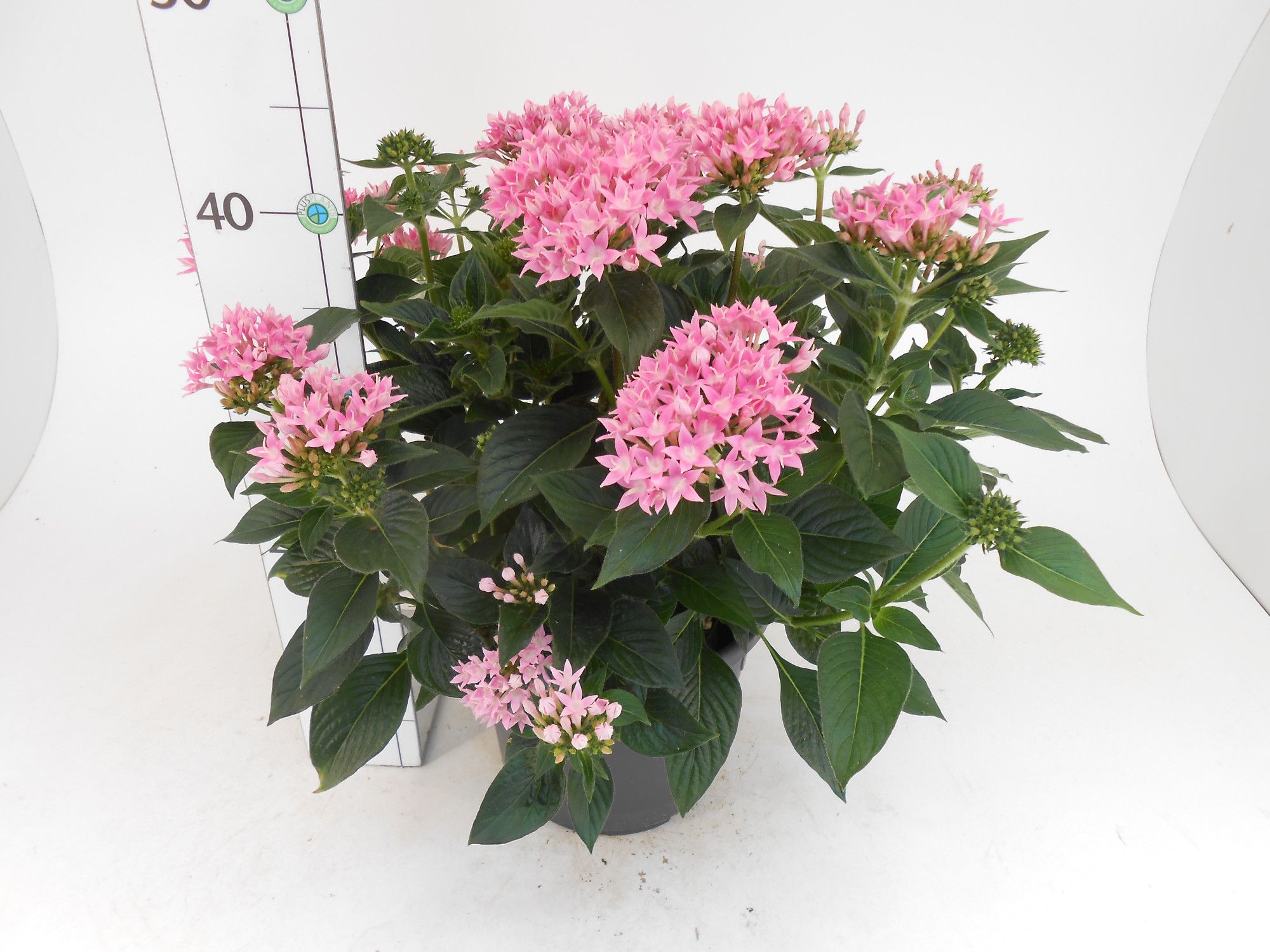 Pentas Starcluster Busch uni, D 21