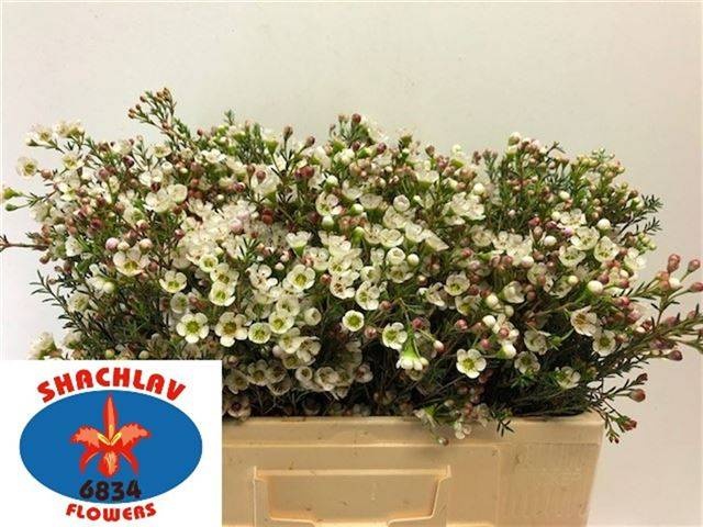 Шамелациум Зив 50, шт.