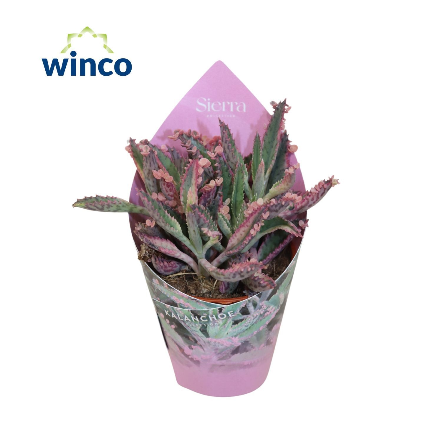Sierra® - Kalanchoe "Pink Butterfly"(exclusive), D 5,5 cm